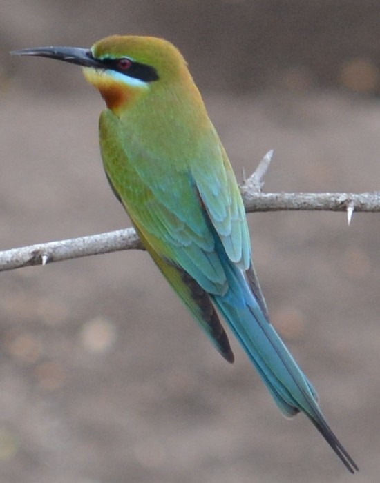 Blue-tailed Bee-eater - ML46981721
