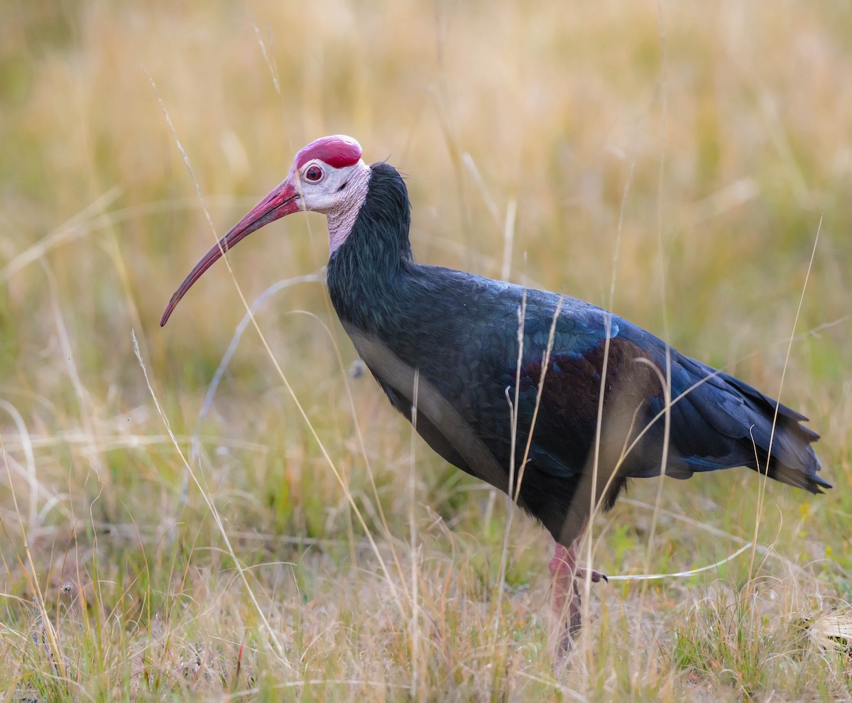 ibis jihoafrický - ML469820491