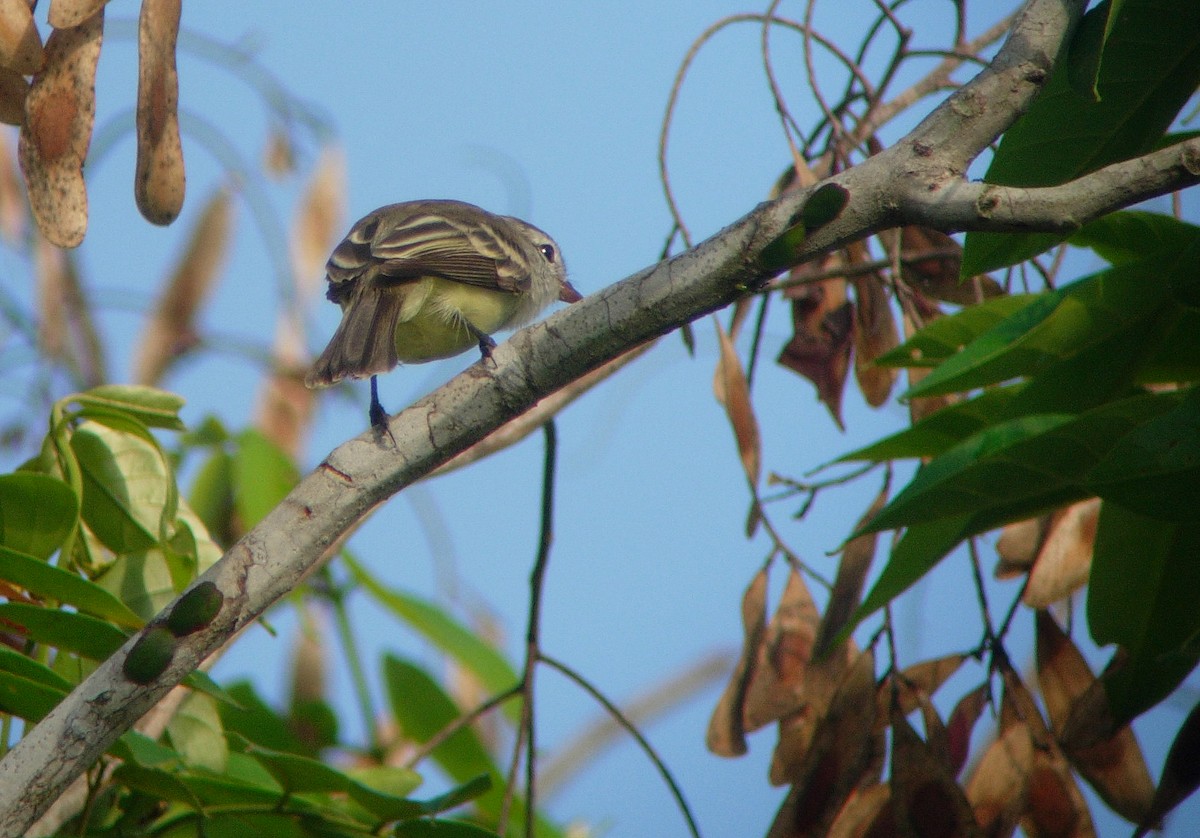 Southern Mouse-colored Tyrannulet - ML46983081