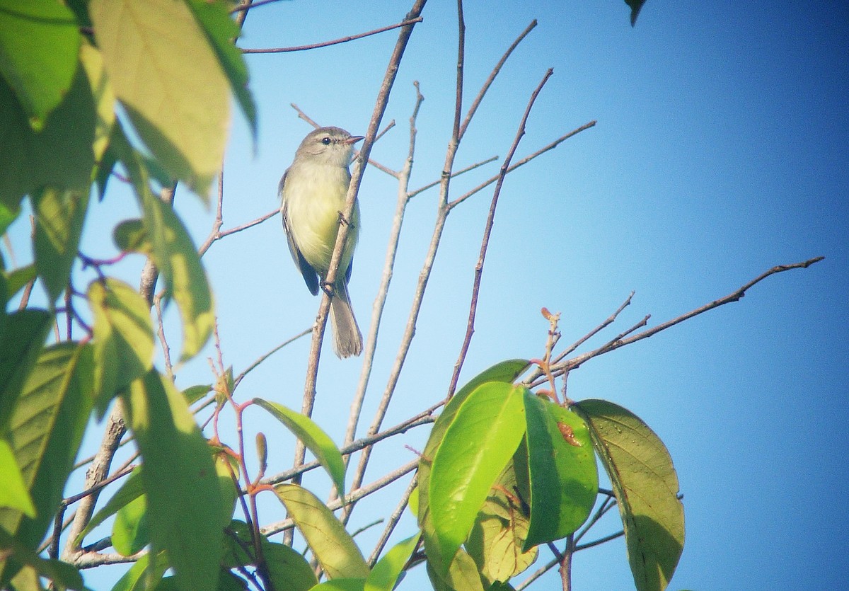 Southern Mouse-colored Tyrannulet - Alexander Lees