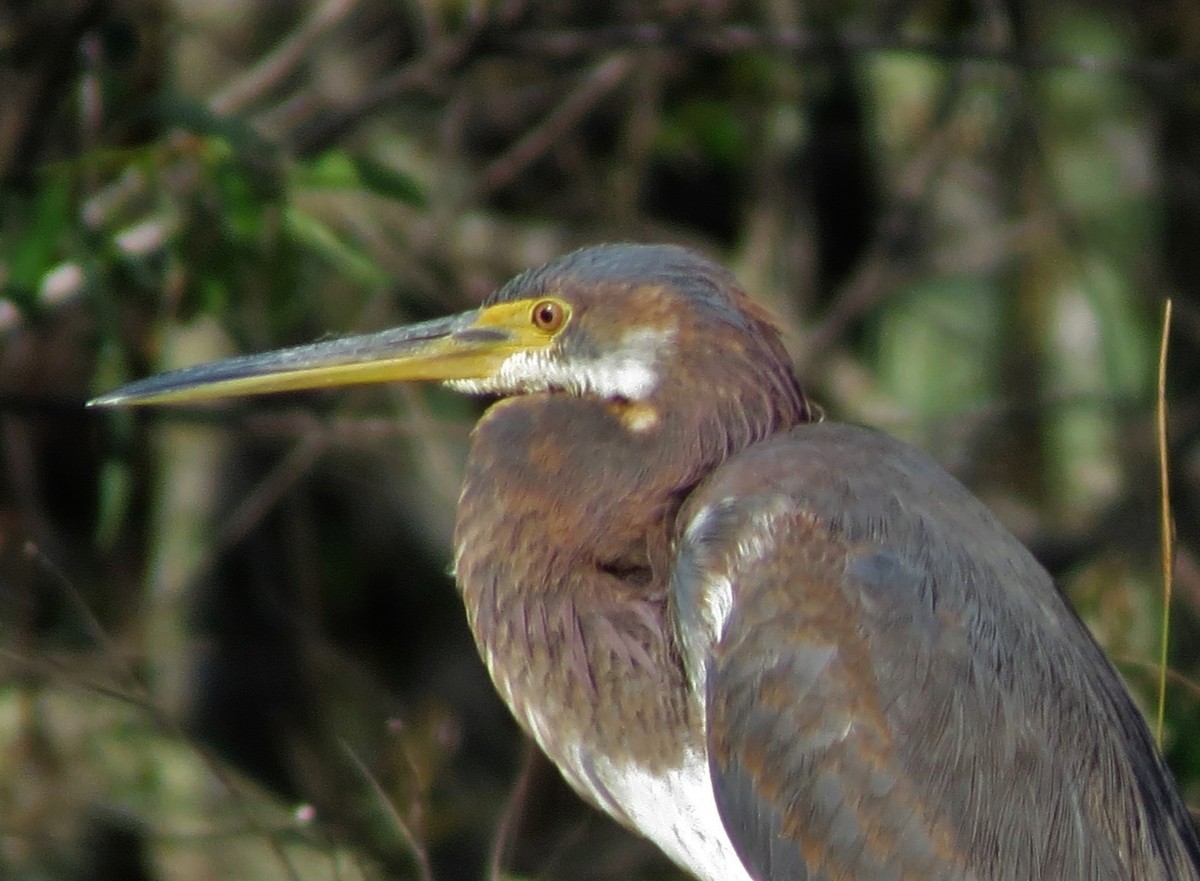Tricolored Heron - Susan Young