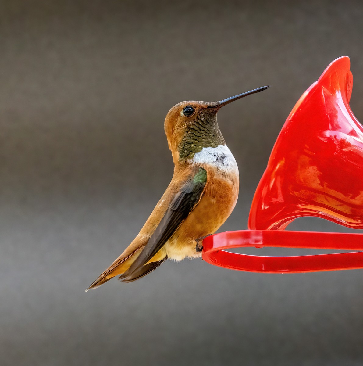 Rufous Hummingbird - ML469838871