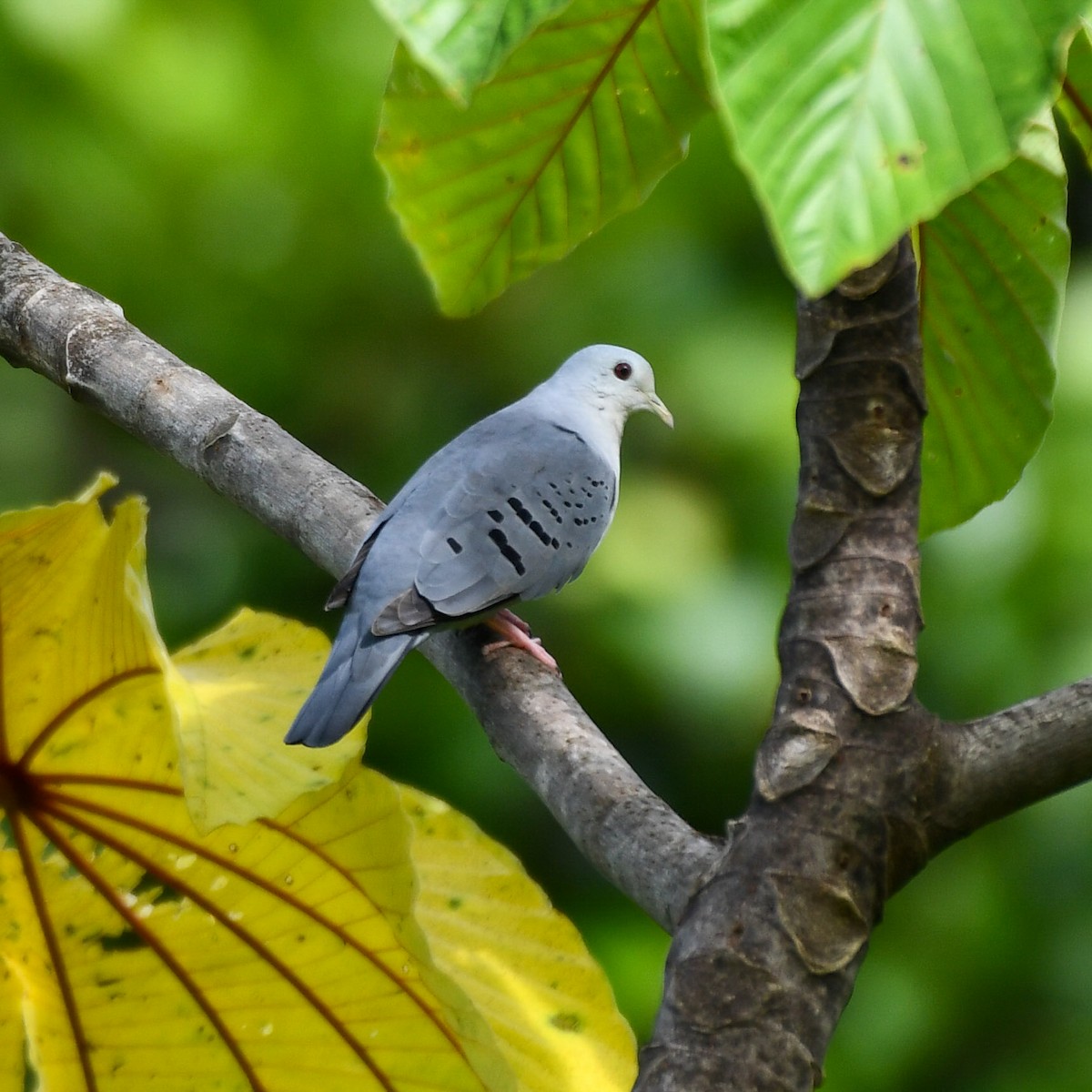 Blue Ground Dove - Andres Paniagua
