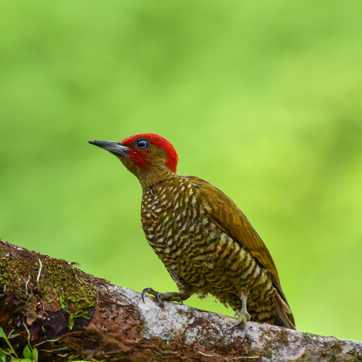 Rufous-winged Woodpecker - ML469840591