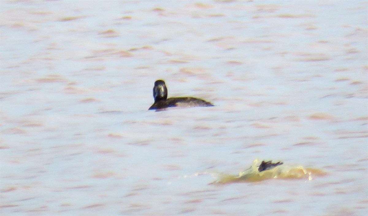 Tufted Duck - ML46984111