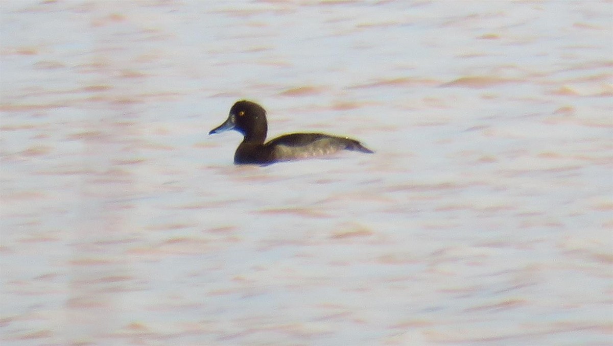 Tufted Duck - ML46984141