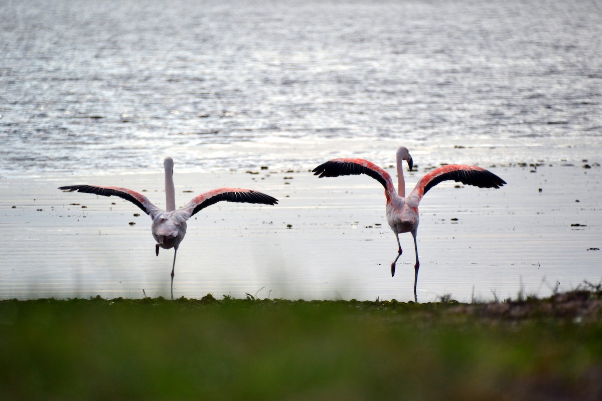 Chilean Flamingo - María Virginia Coria