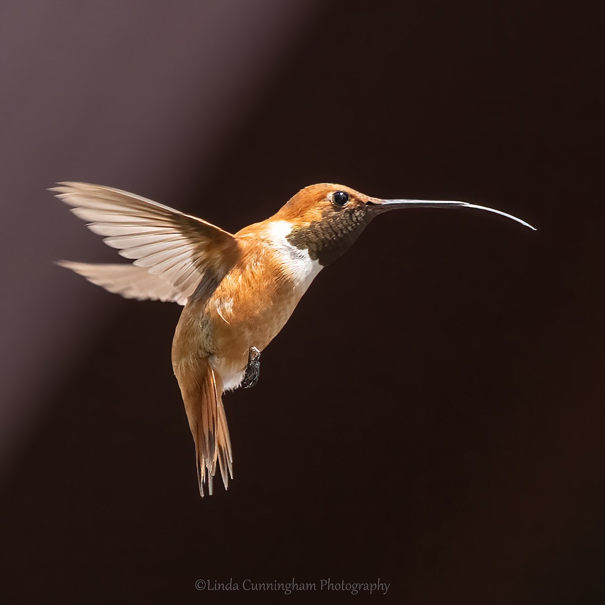 Rufous Hummingbird - ML469843051