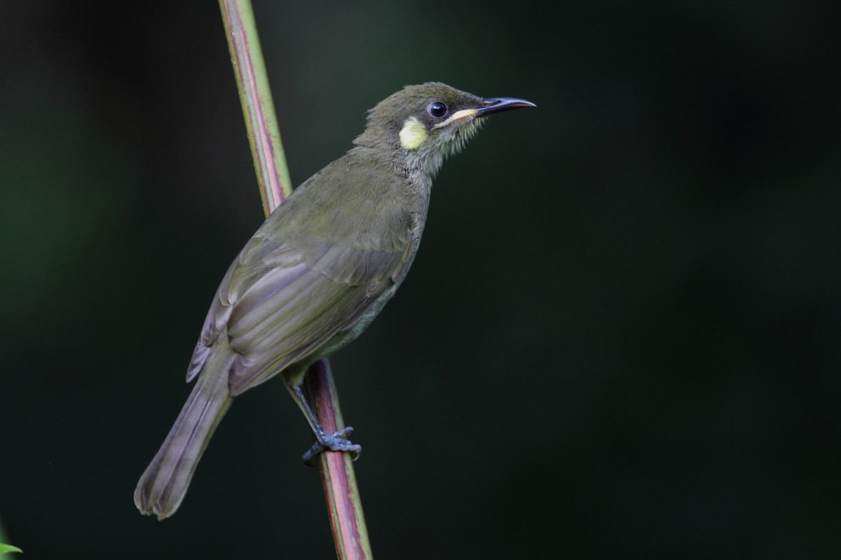 Yellow-spotted Honeyeater - Ric Else