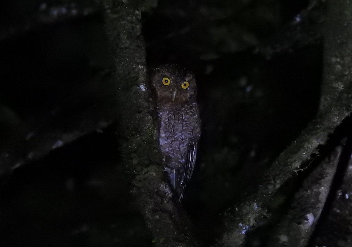 Bare-shanked Screech-Owl - Robert Lambeck