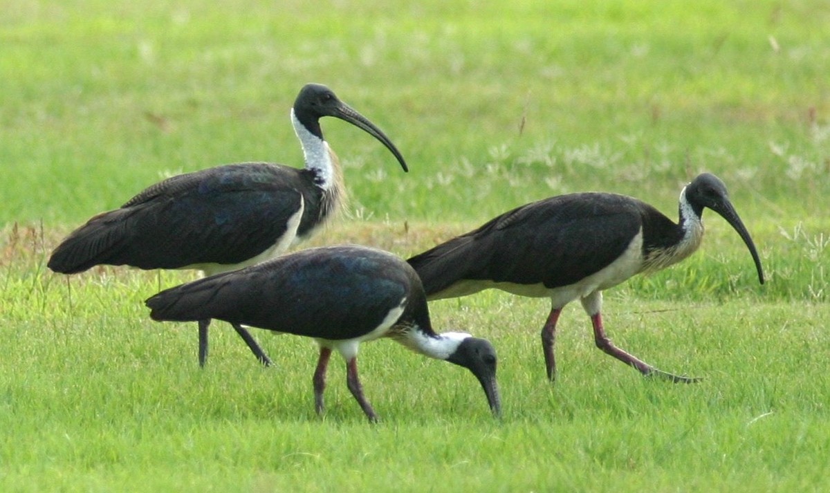 ibis slámokrký - ML46984561