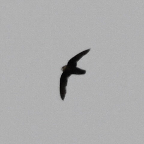 Spot-fronted Swift - ML469846831