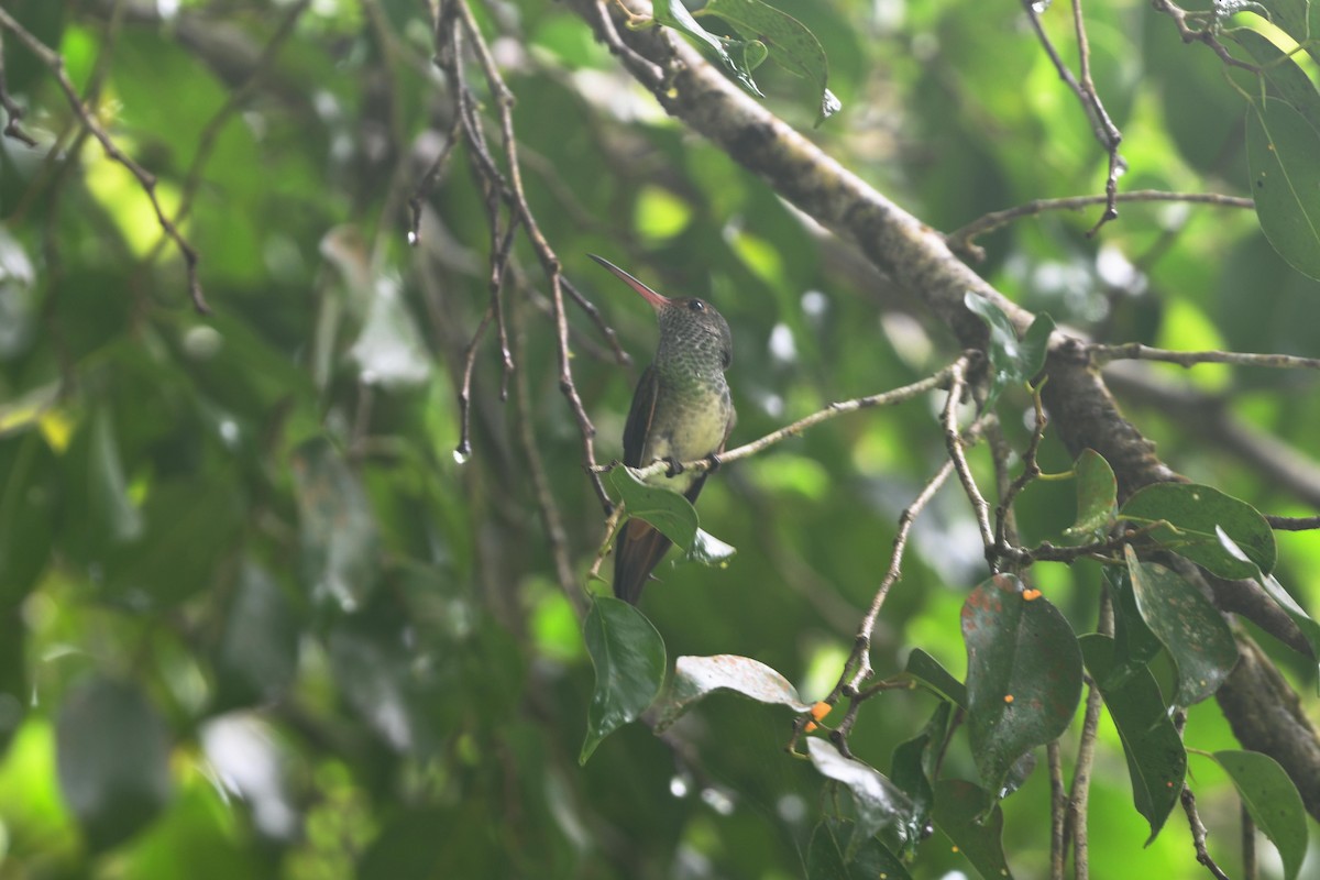 Rufous-tailed Hummingbird - D T
