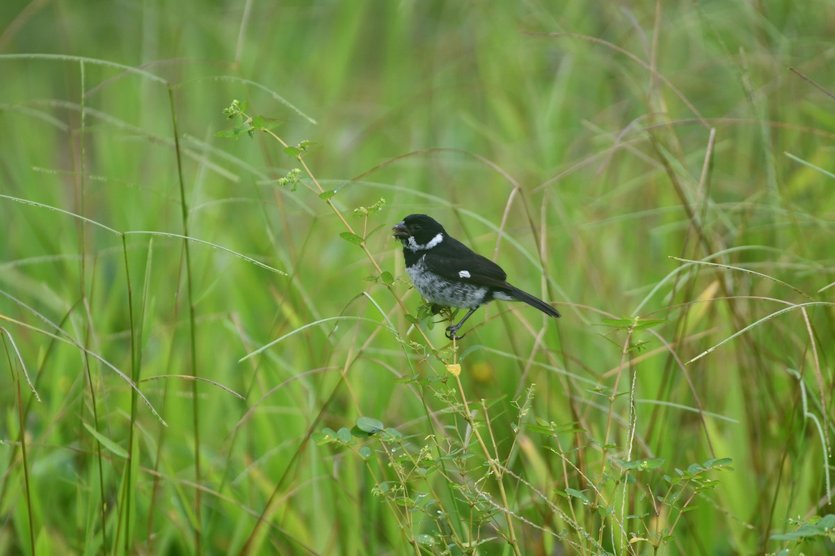 Variable Seedeater - ML469857031