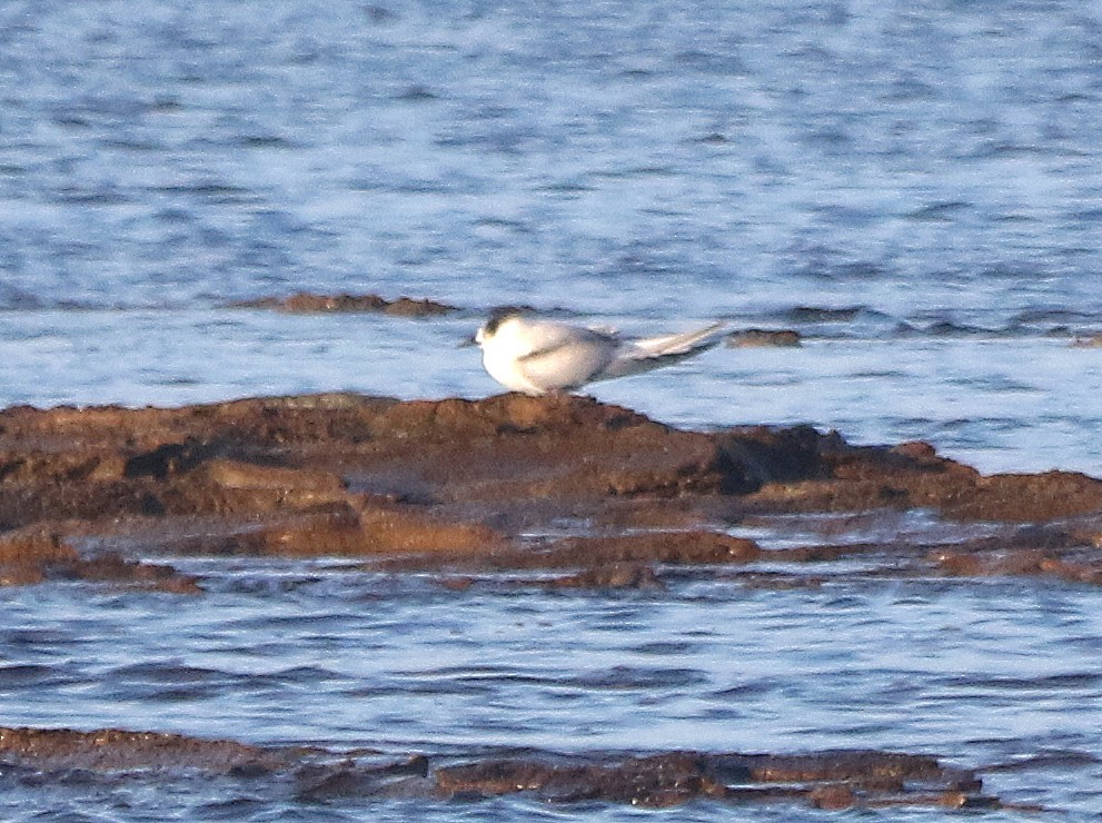 White-fronted Tern - ML469862761