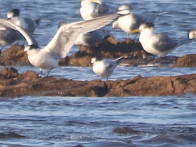 White-fronted Tern - ML469862811