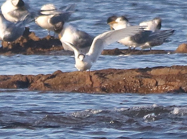 White-fronted Tern - ML469862841