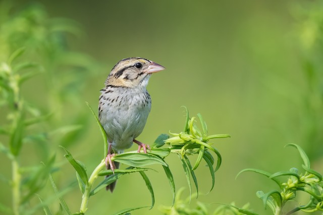 Henslow's Sparrow