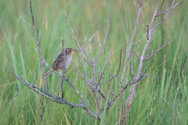 Saltmarsh Sparrow