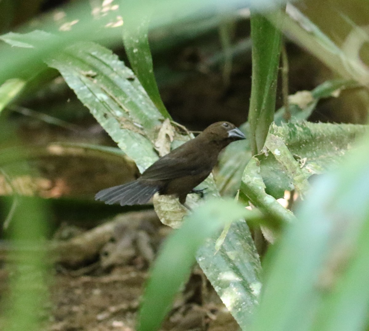 Thick-billed Seed-Finch - ML46986861