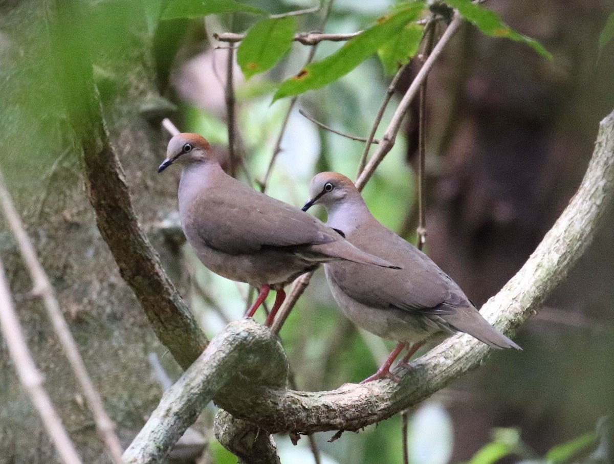 Gray-chested Dove - Jeff Tingle