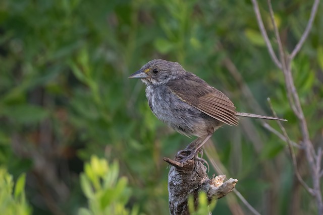 Seaside Sparrow