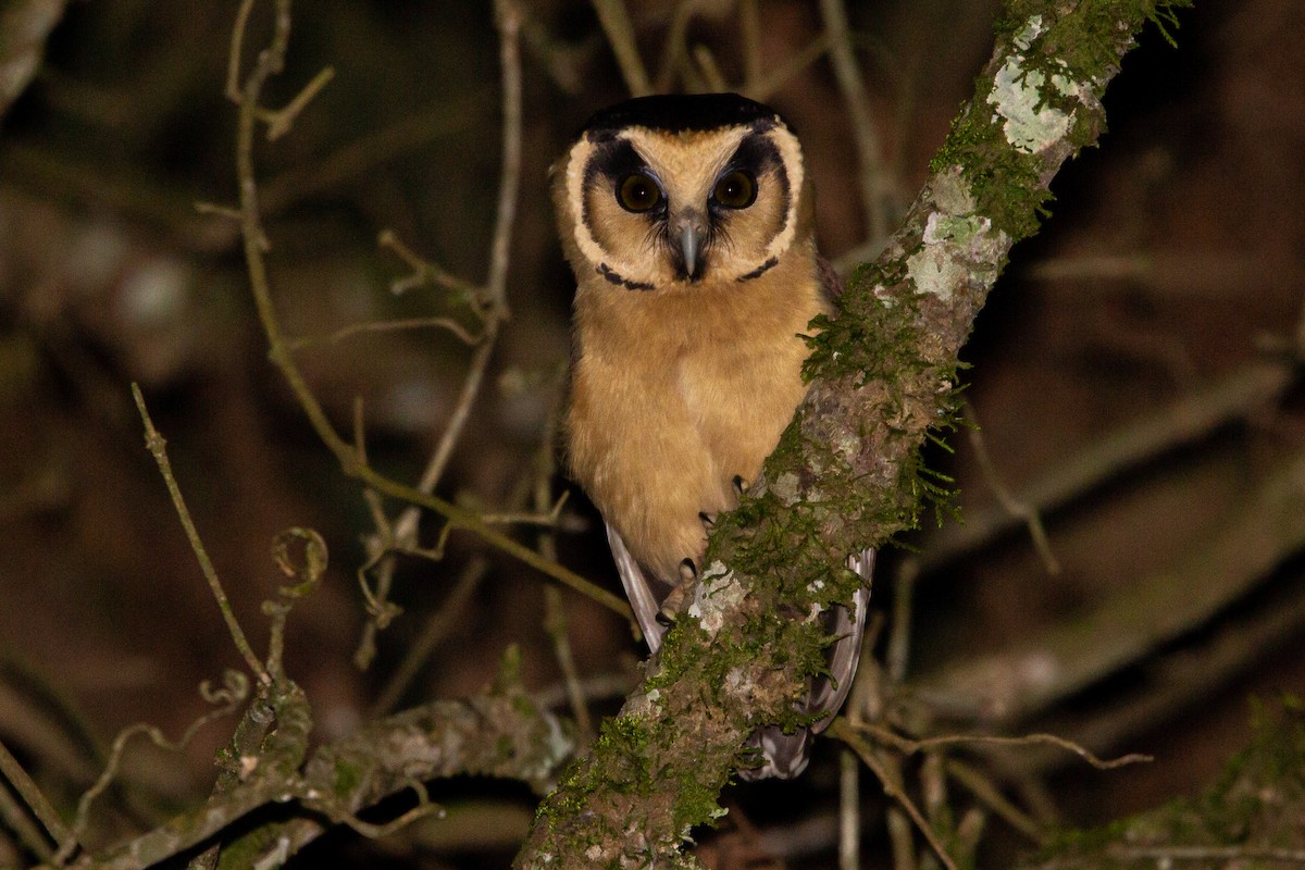 Buff-fronted Owl - ML469874861