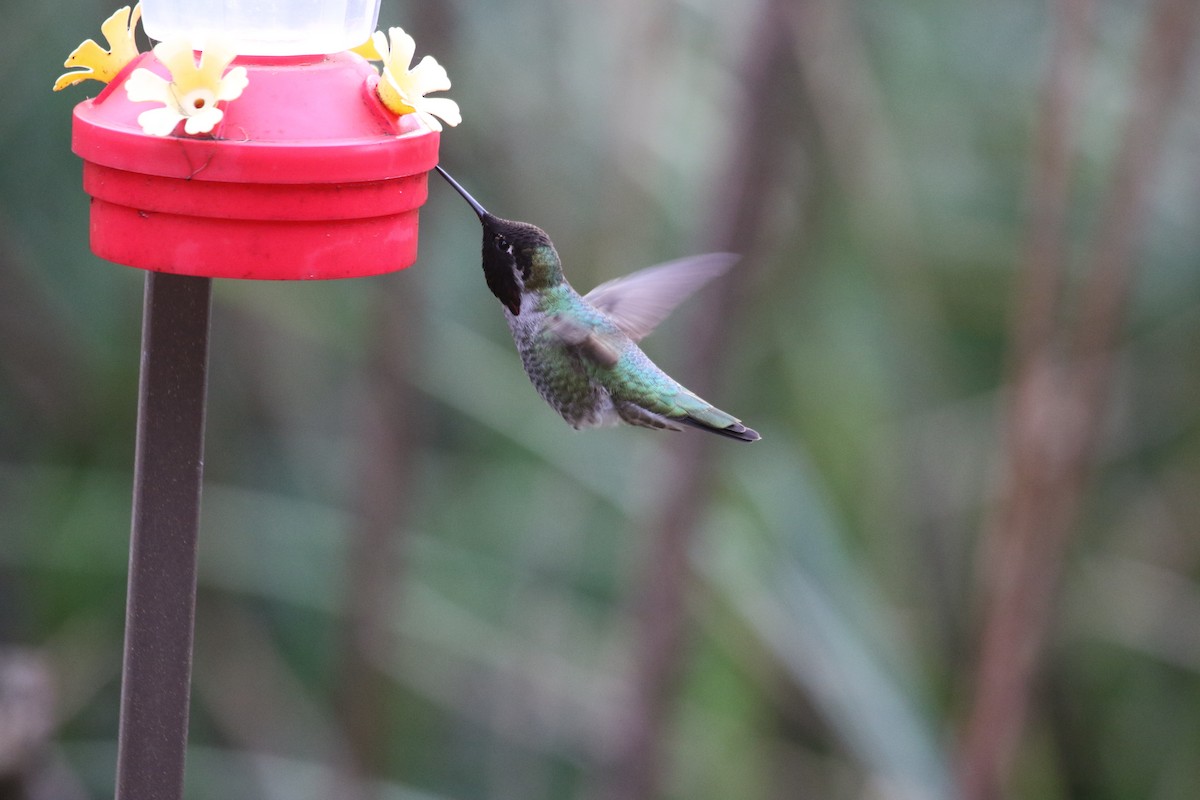Anna's Hummingbird - ML46987881