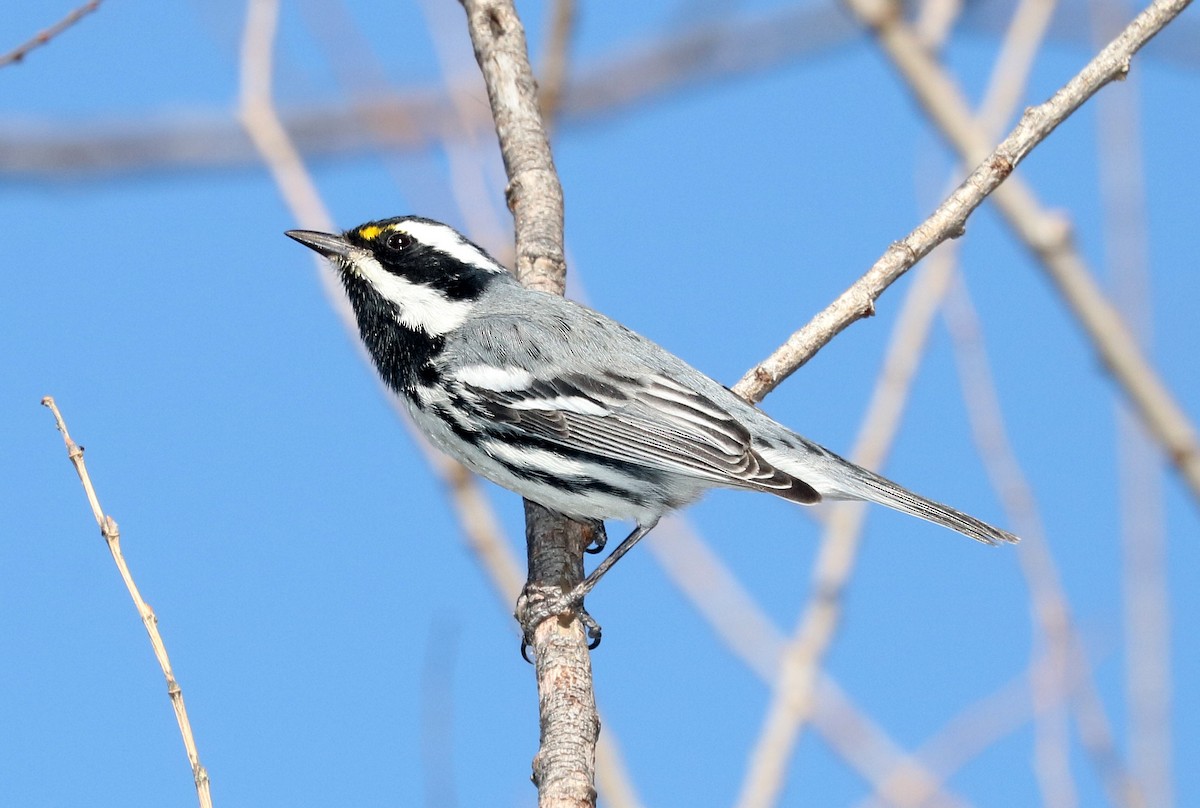 Black-throated Gray Warbler - Alan Schmierer