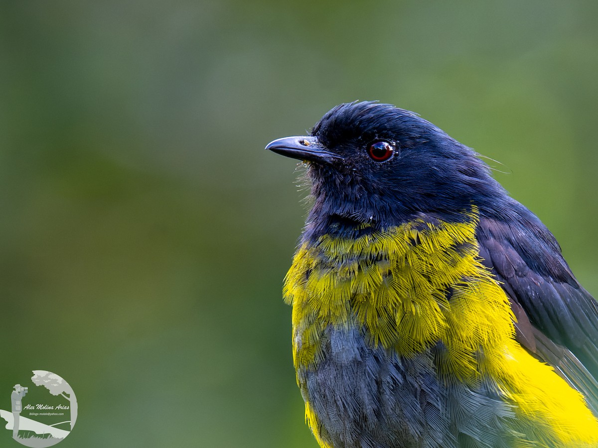 Black-and-yellow Silky-flycatcher - ML469882221