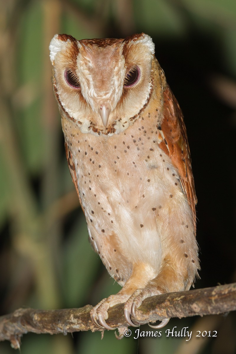 Oriental Bay-Owl - ML469883191