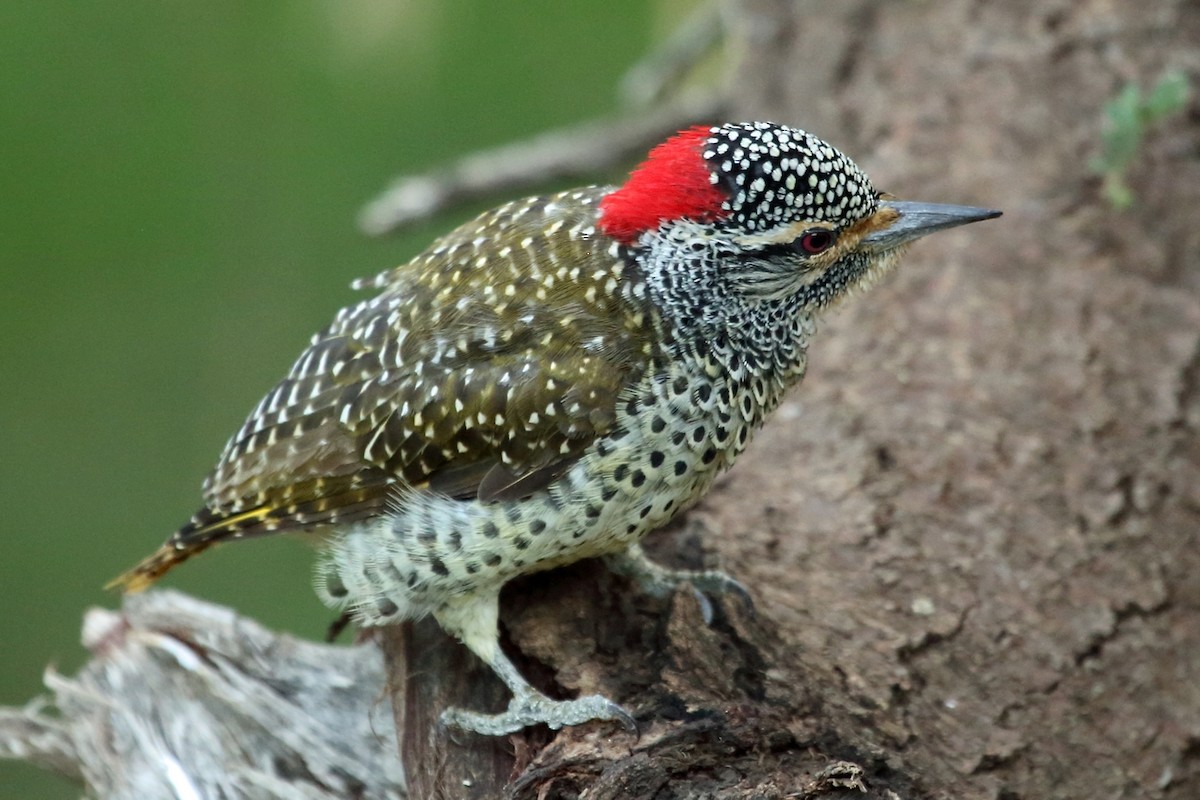 Nubian Woodpecker - ML46988391