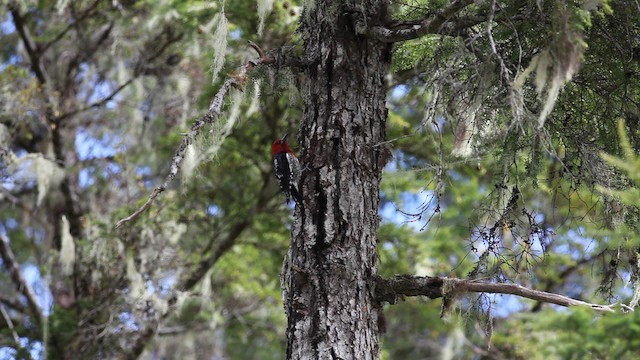 Red-breasted Sapsucker - ML469885