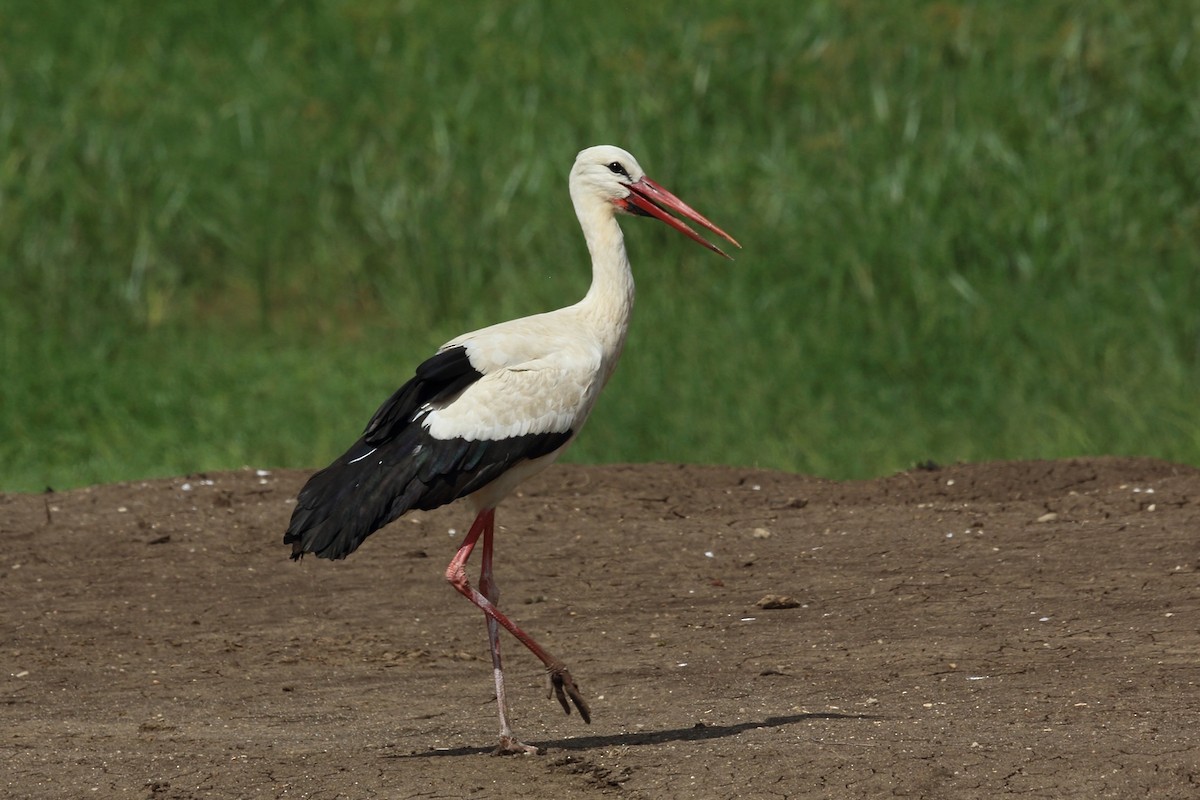 White Stork - Nigel Voaden