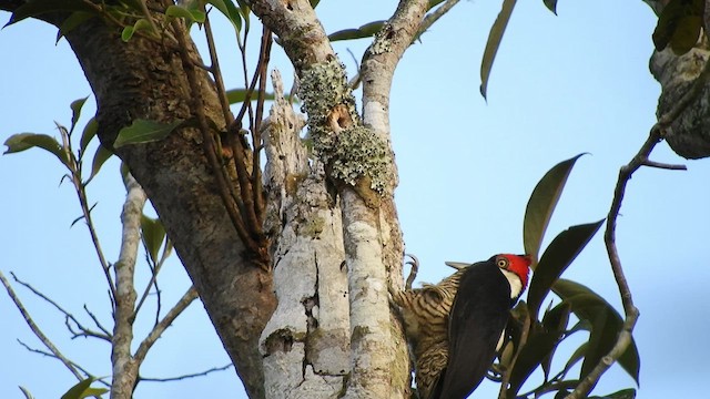 Crimson-crested Woodpecker - ML469889241