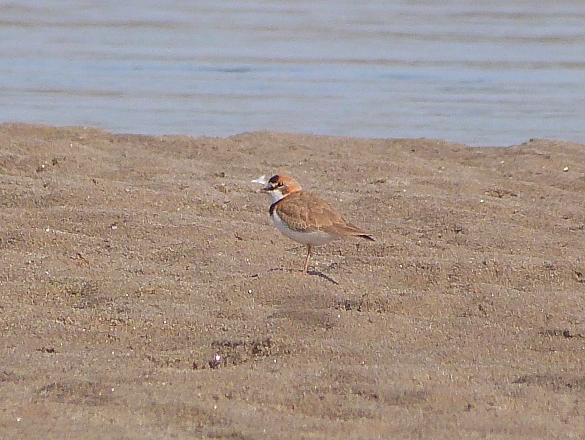 Collared Plover - ML469894191