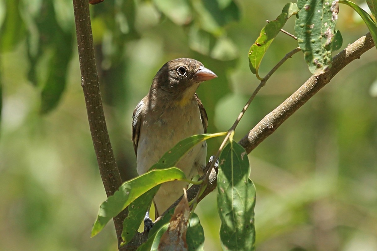 Yellow-spotted Bush Sparrow - Nigel Voaden