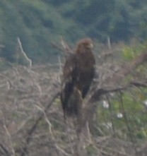 Greater Spotted Eagle - ML46989521