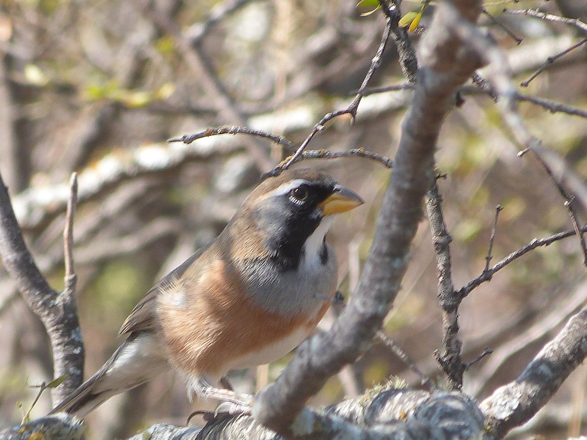 Many-colored Chaco Finch - ML469895301