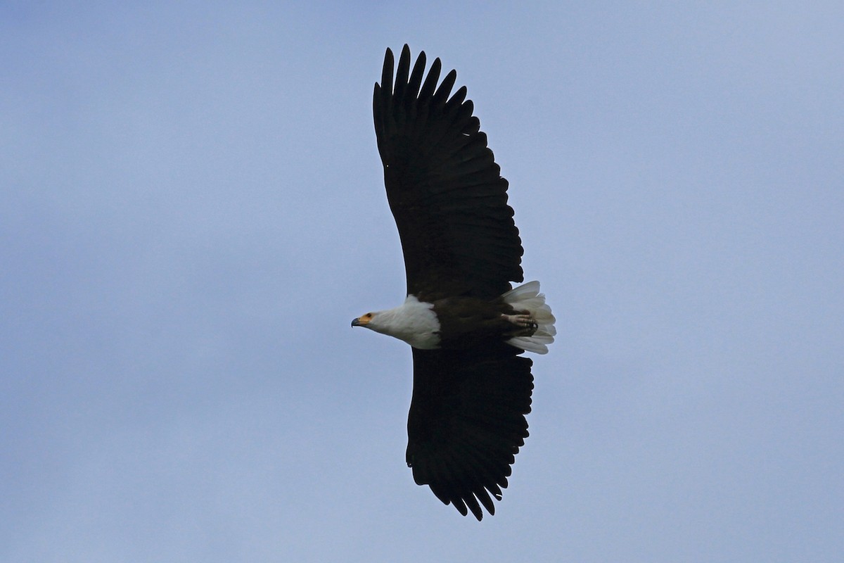 African Fish-Eagle - ML46989761