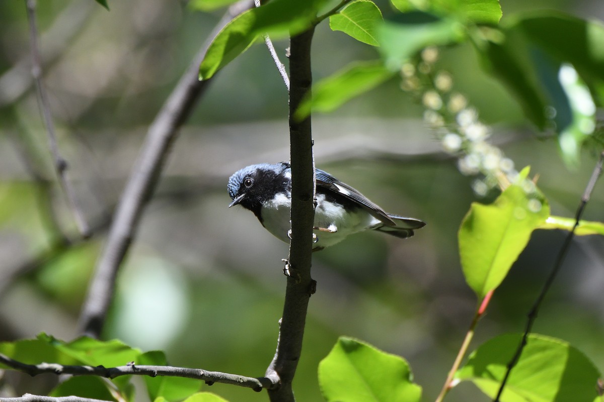 Black-throated Blue Warbler - ML469898201