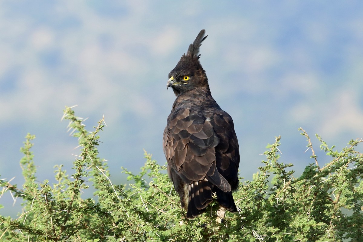 Long-crested Eagle - Nigel Voaden