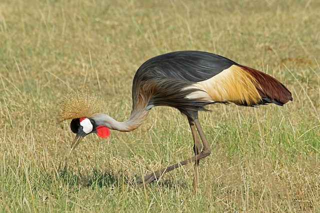 Red-crowned Crane - eBird