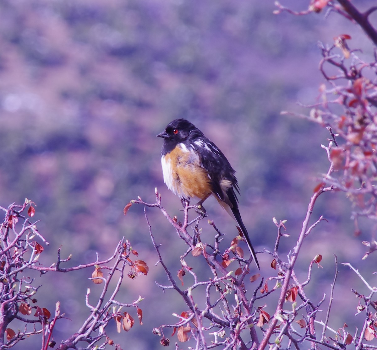 Spotted Towhee - ML469900691