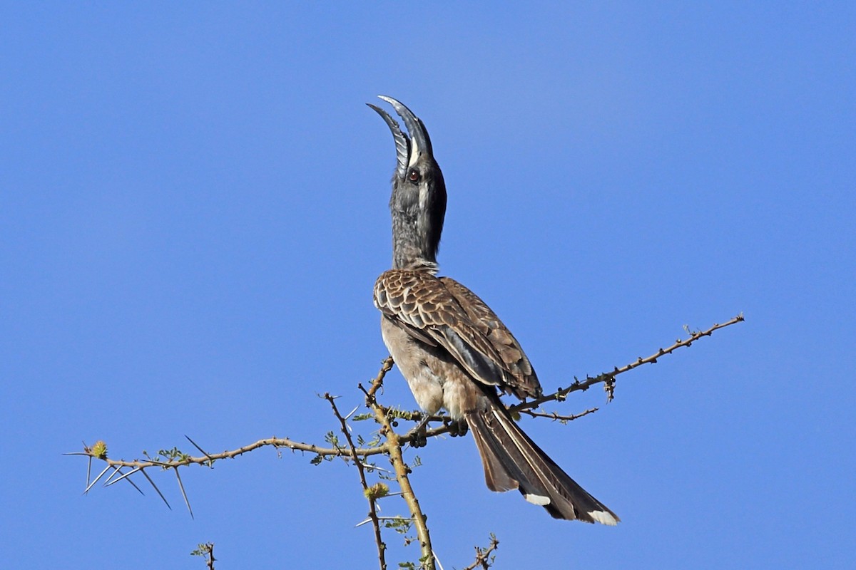 African Gray Hornbill - ML46990071