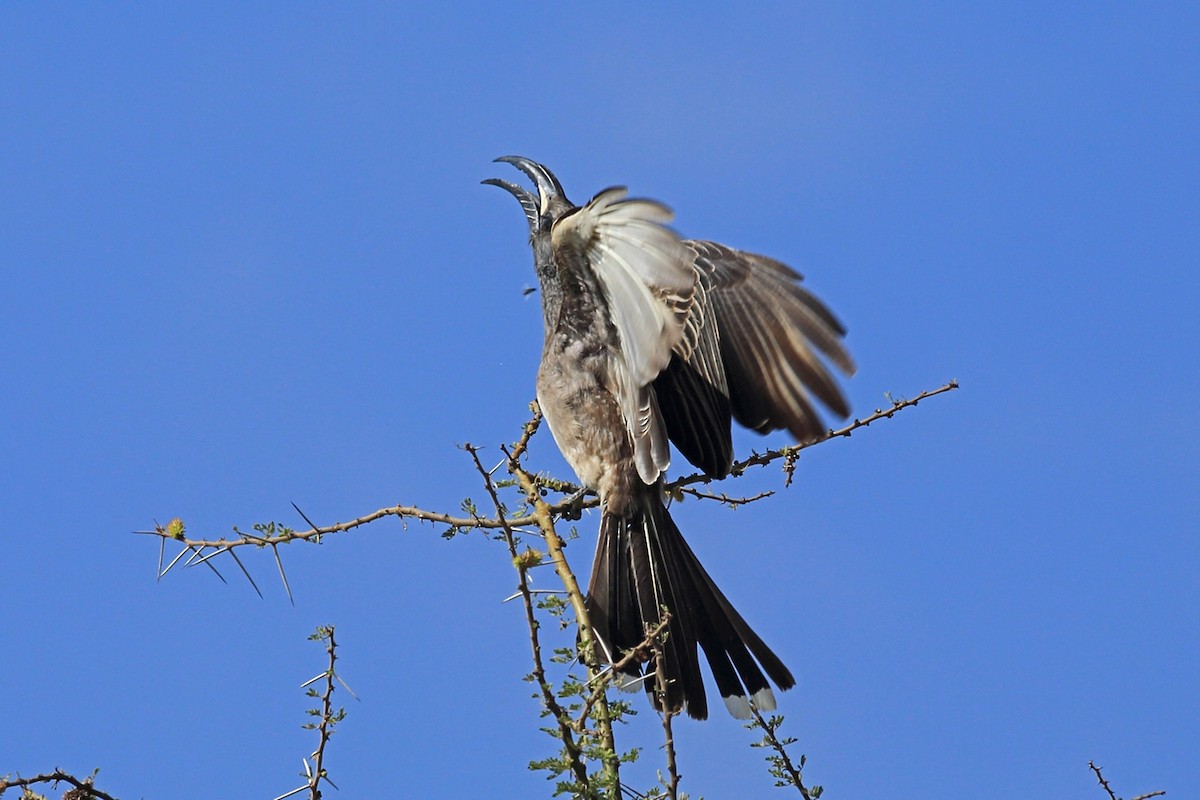 African Gray Hornbill - ML46990081