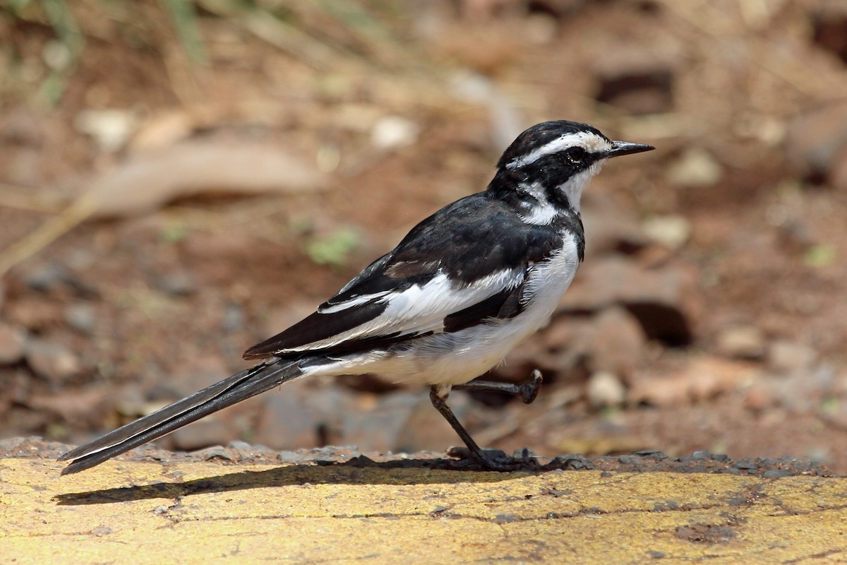 African Pied Wagtail - ML46990141