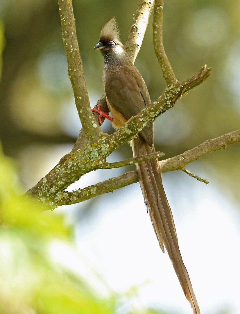 Speckled Mousebird - ML46990201