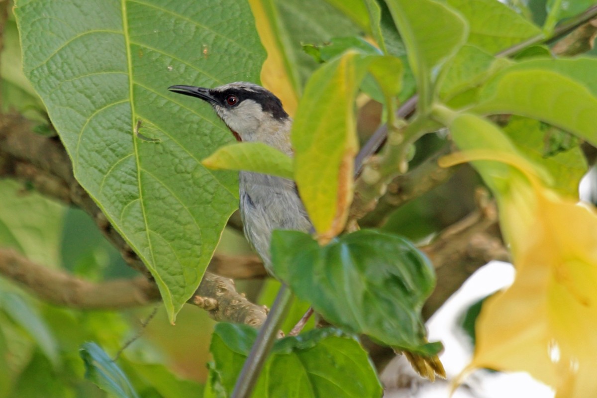 Gray-capped Warbler - ML46990341