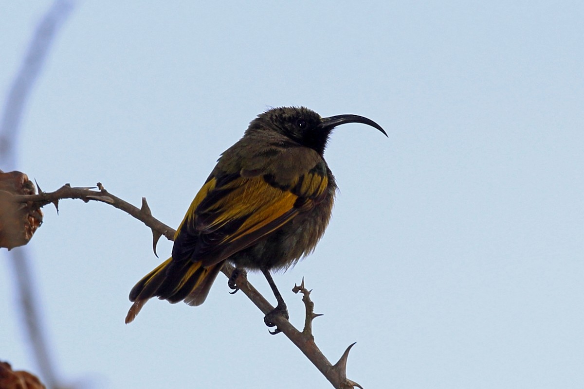 Golden-winged Sunbird - Nigel Voaden